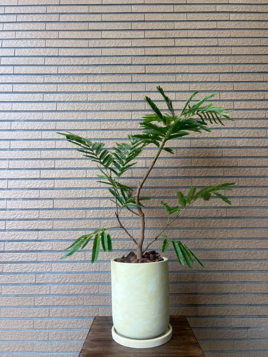 床置用観葉植物