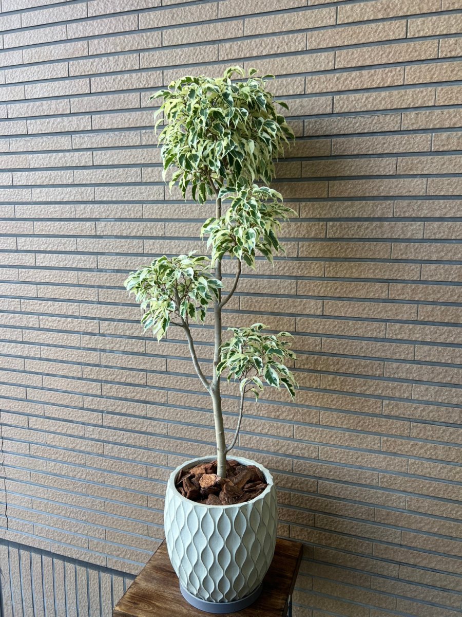 床置用観葉植物