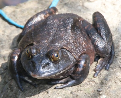 ウシガエル（牛蛙）