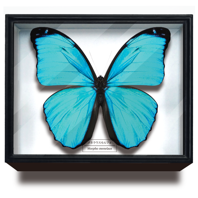 STC ドイツ箱マグネットコレクション モルフォ蝶特装版 – ネイチャー