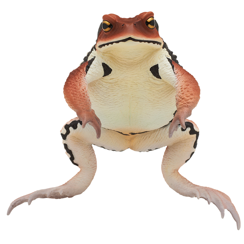 大きなヒキガエル – ネイチャーテクニカラー公式