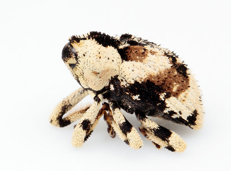 ドミニカの異型ゾウムシ ゾウムシの仲間 - 土橋自然観察教育林・レクの