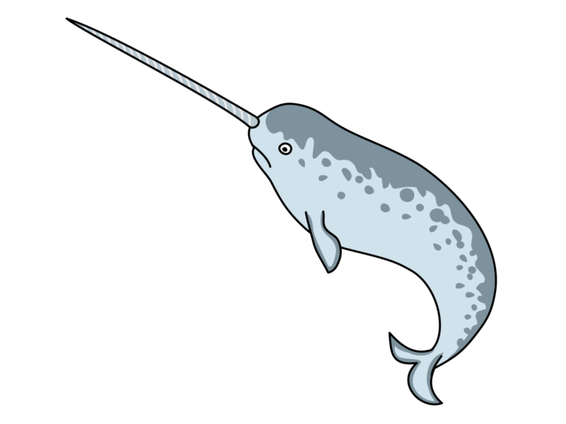 珍獣「イッカク」の正体とは？ 角の使いみちに迫る (2/4) - ナゾロジー