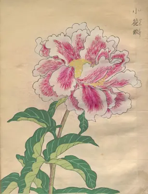 芍薬花譜 | NDLイメージバンク | 電子展示会