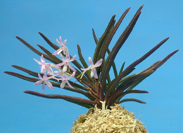 富貴蘭［富貴蘭の花］