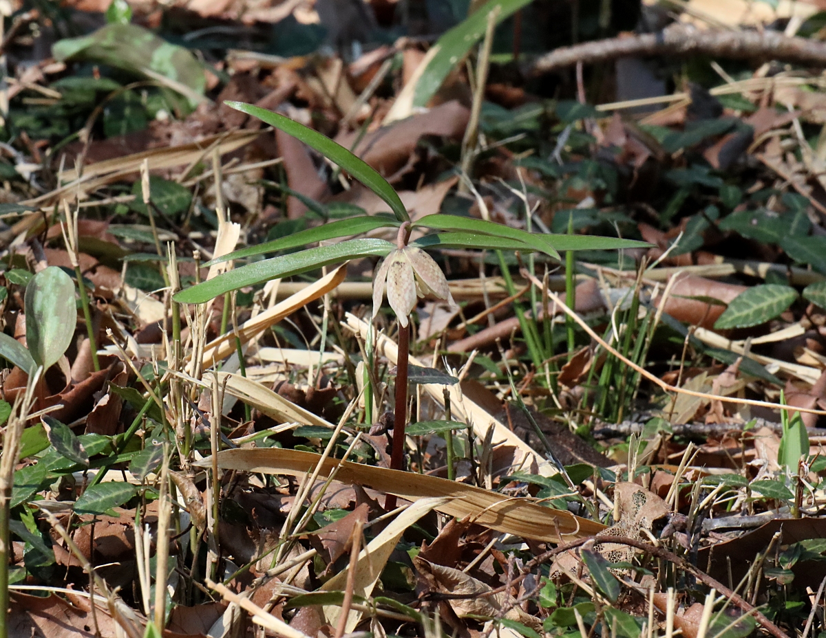 カイコバイモ | 山川草木図譜 | 春, 野山の植物, 山岳の植物