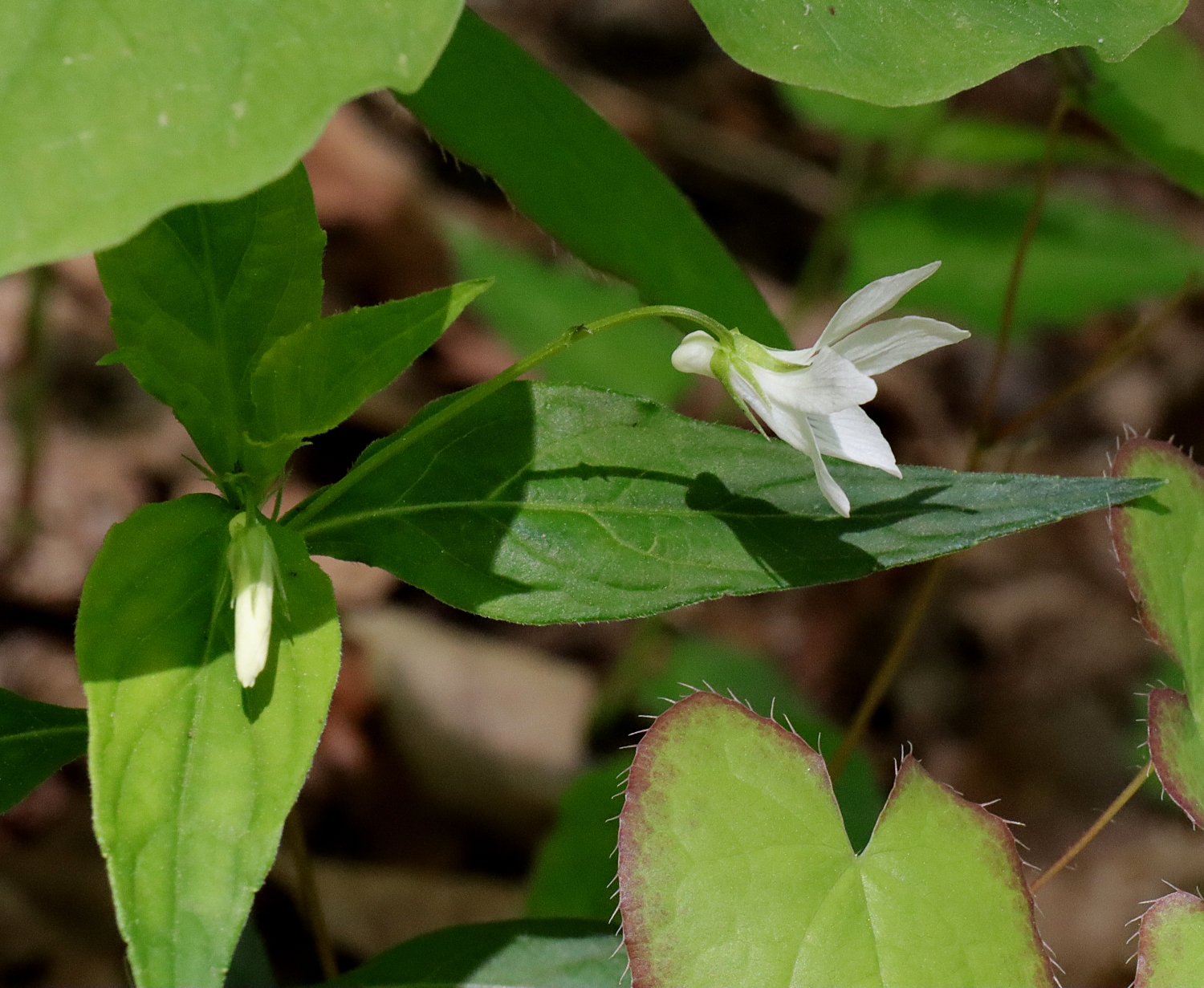 タデスミレ | 山川草木図譜 | 春, 山岳の植物, すみれ, スミレ科, 国内