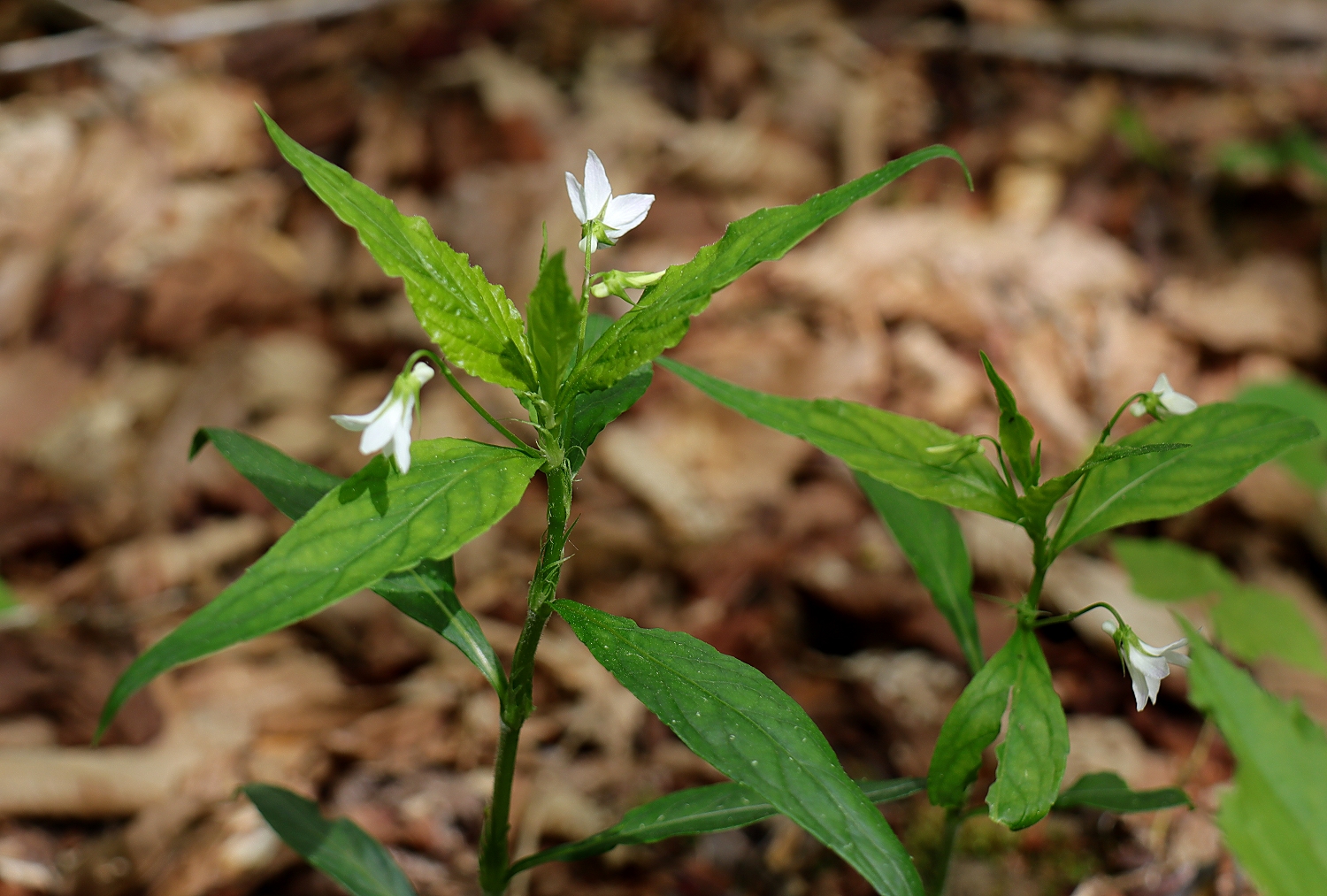 タデスミレ | 山川草木図譜 | 春, 山岳の植物, すみれ, スミレ科, 国内