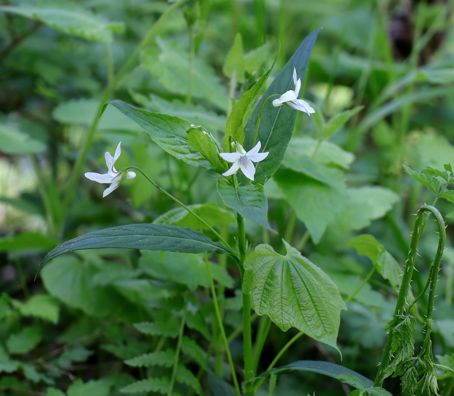 タデスミレ | 山川草木図譜 | 春, 山岳の植物, すみれ, スミレ科, 国内