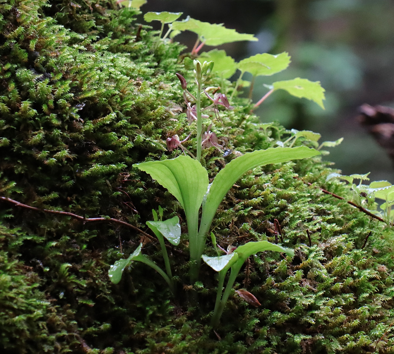 フガクスズムシソウ | 山川草木図譜 | 山岳の植物, 夏, 7月, ラン科