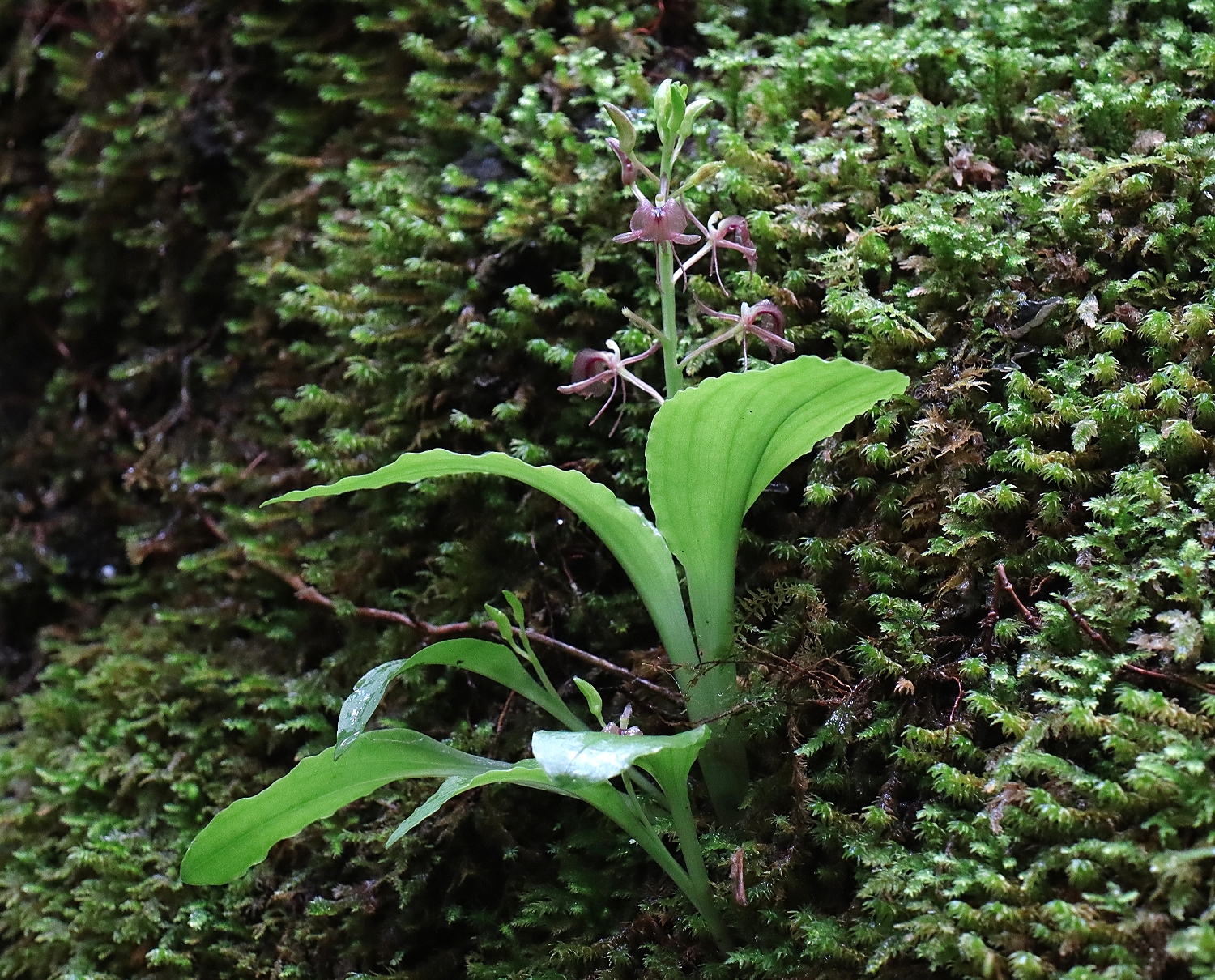 フガクスズムシソウ | 山川草木図譜 | 山岳の植物, 夏, 7月, ラン科