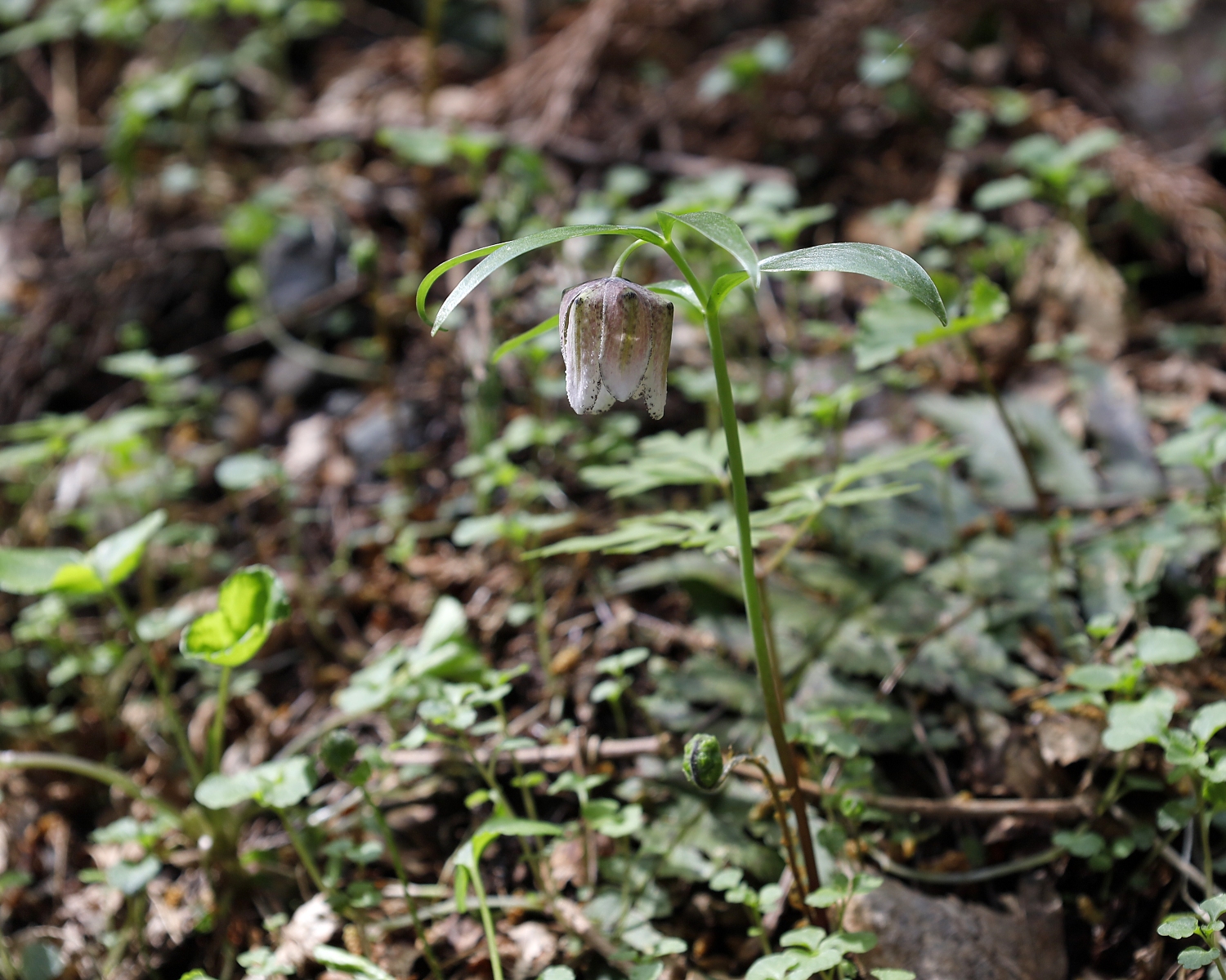コシノコバイモ | 山川草木図譜 | 春, 野山の植物, 山岳の植物