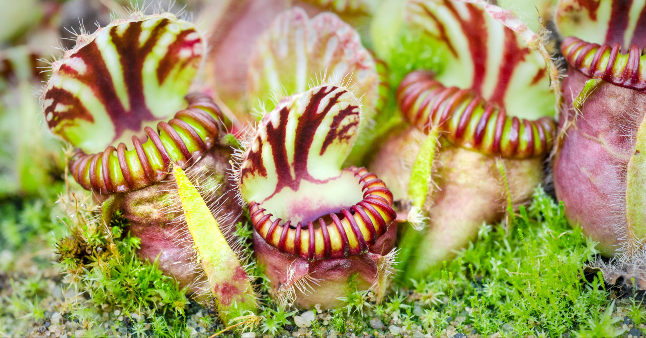 セファロタス・フォリキュラリス”ハマーズジャイアント”】最大級の