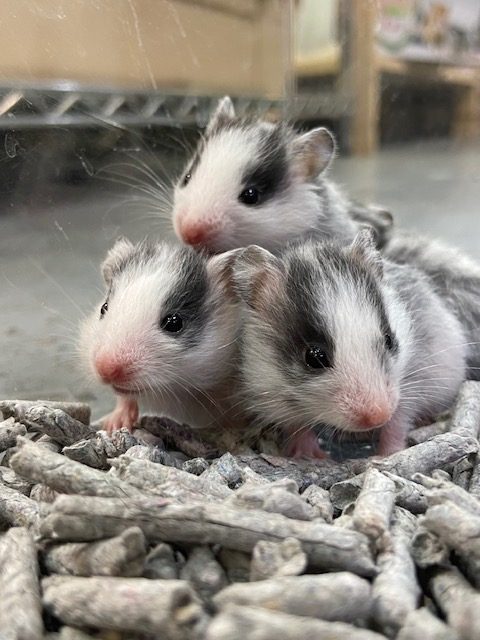 レアカラー！ゴールデンハムスター（ドミナントスポット）が入荷しま