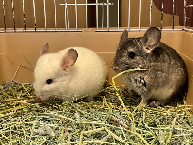 吉祥寺店初』チンチラ（ゴールドバー）が入荷しました！！ | 熱帯倶楽部