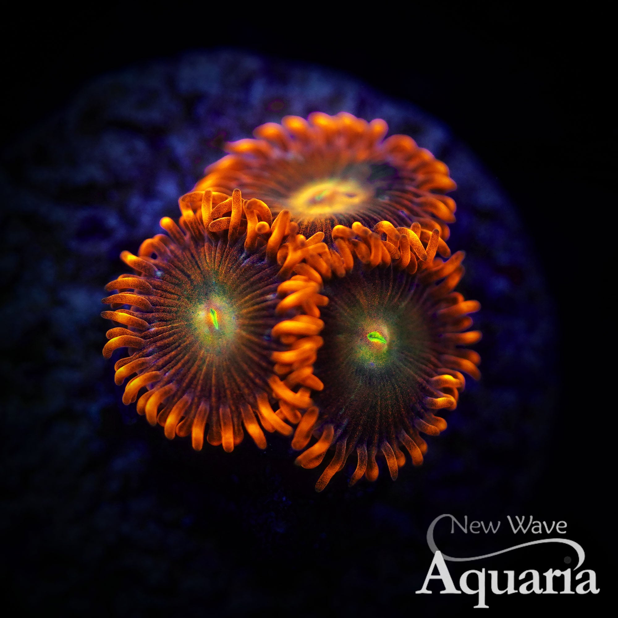 DSC02854.jpg?v=1741462540&