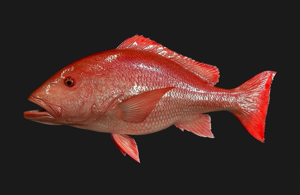 Red Snapper Mounts | New Wave Taxidermy
