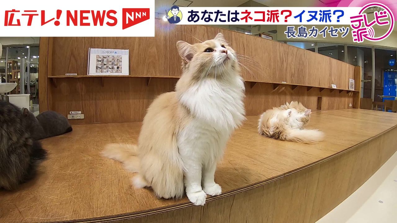 ネコが経済効果をもたらす？ 2月22日はネコの日 長島カイセツ（2026年2
