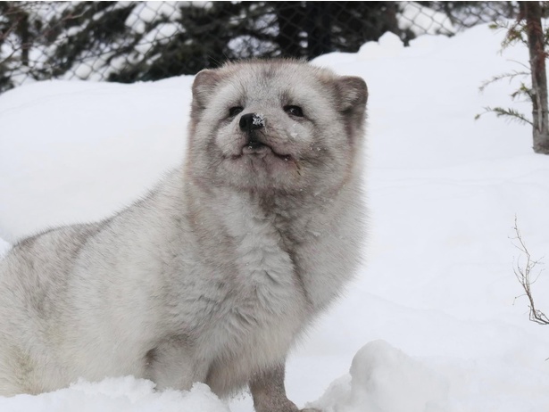 もっふもふでにっこにこ！幸せそうな“笑顔”を見せるホッキョクギツネが