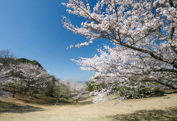 佐賀・桜速報！唐津湾をバックに美しい桜が見られる「鏡山