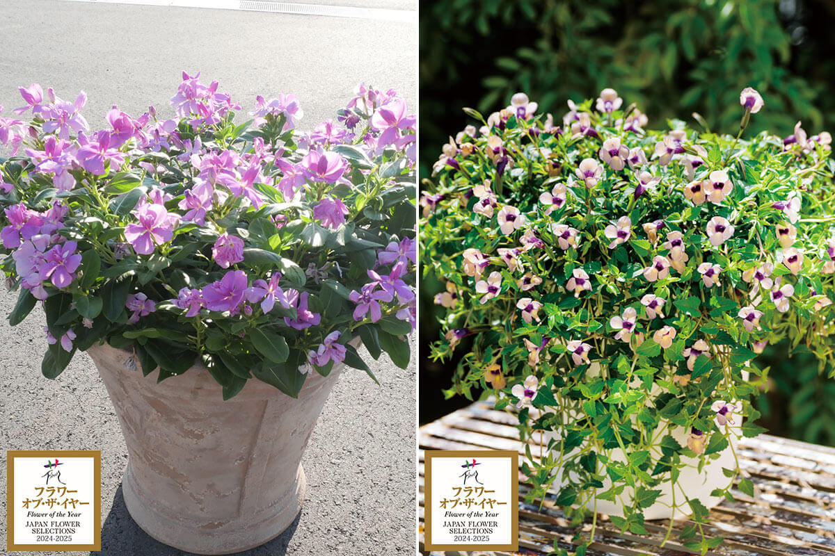 今年最高の花「日本フラワー・オブ・ザ・イヤー2024」が決定