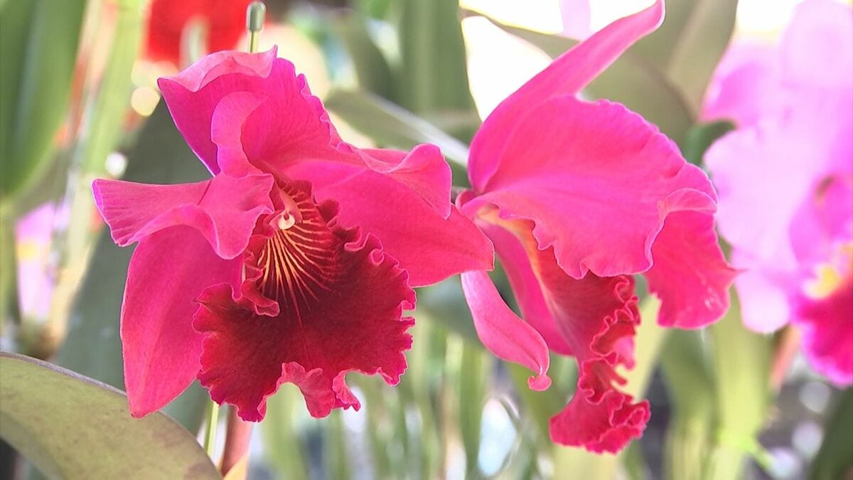 石井蘭 WHO I AM SHOWCASE開催記念セルカトレカ ショケトレカ ME I 1st