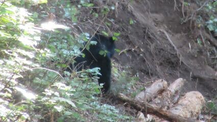 愛知・新城市で｢ツキノワグマ｣1頭を捕獲 シカやイノシシを捕らえる罠に