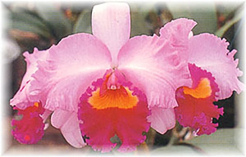 カトレア | 花の管理方法 | 新津フラワーランド