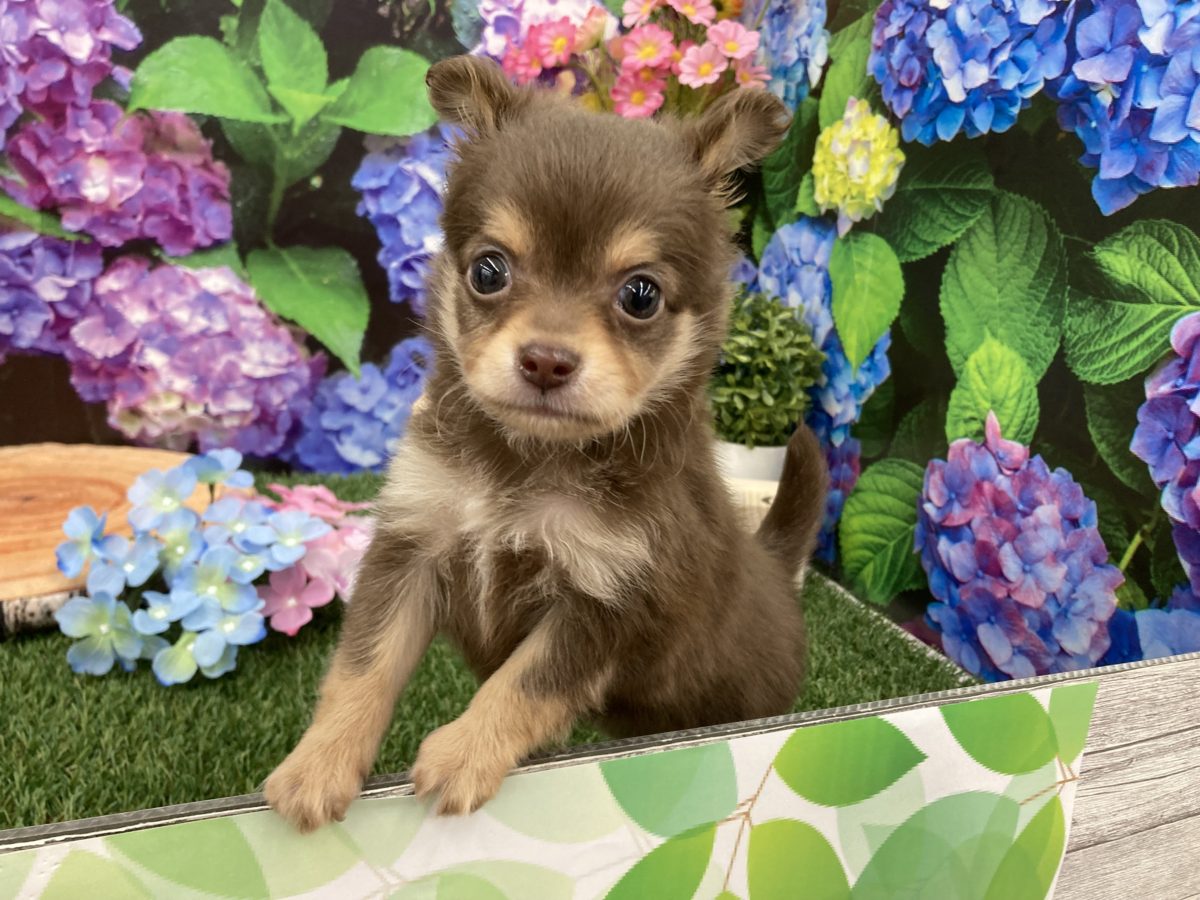 MIX(チワワ×ミニチュアダックスフンド) | ニコペットぱーく