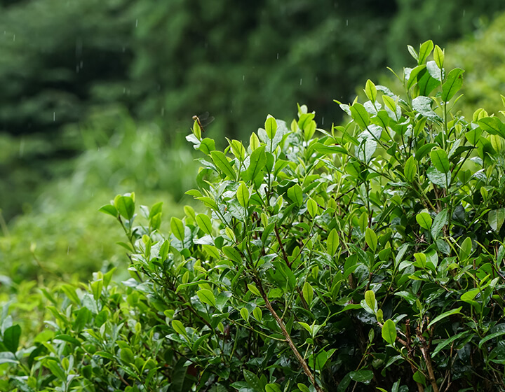 600年続く“幻の茶” 日本の原風景が生み出す「政所茶」を未来へ/滋賀県
