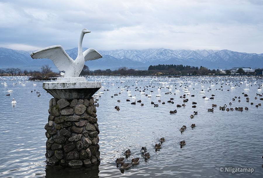瓢湖（瓢湖水きん公園） | 新潟おでかけマップ