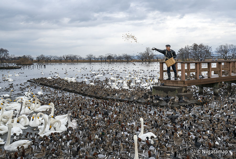 瓢湖（瓢湖水きん公園） | 新潟おでかけマップ