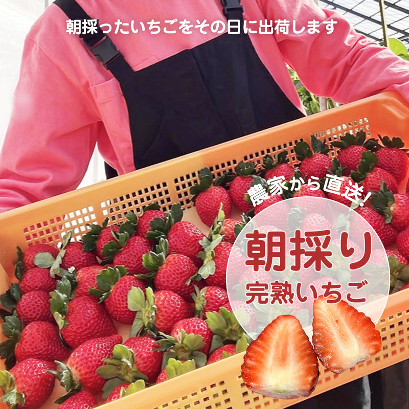 いちご 【山川いちご園】 食べ比べ スカイベリー とちあいか ミルキー