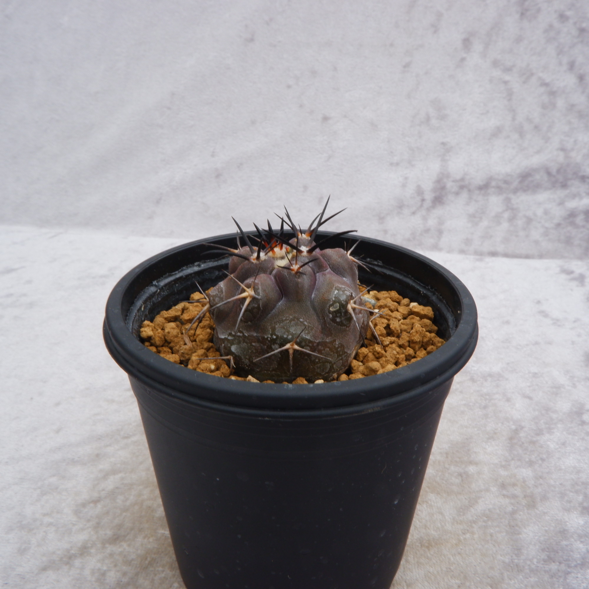 商品詳細 - 信州西沢サボテン園