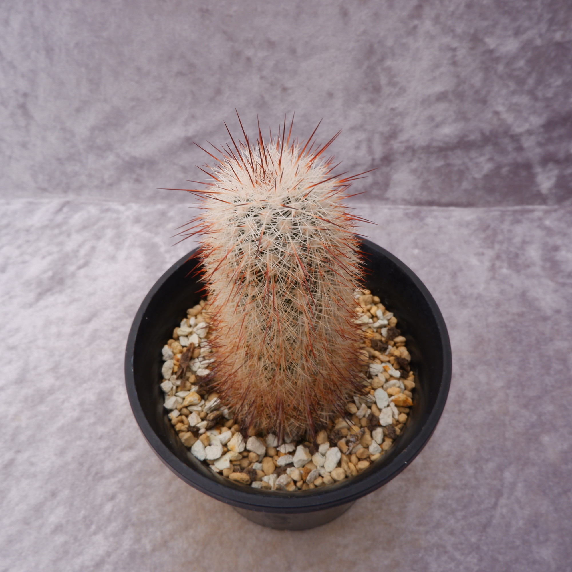 商品詳細 - 信州西沢サボテン園