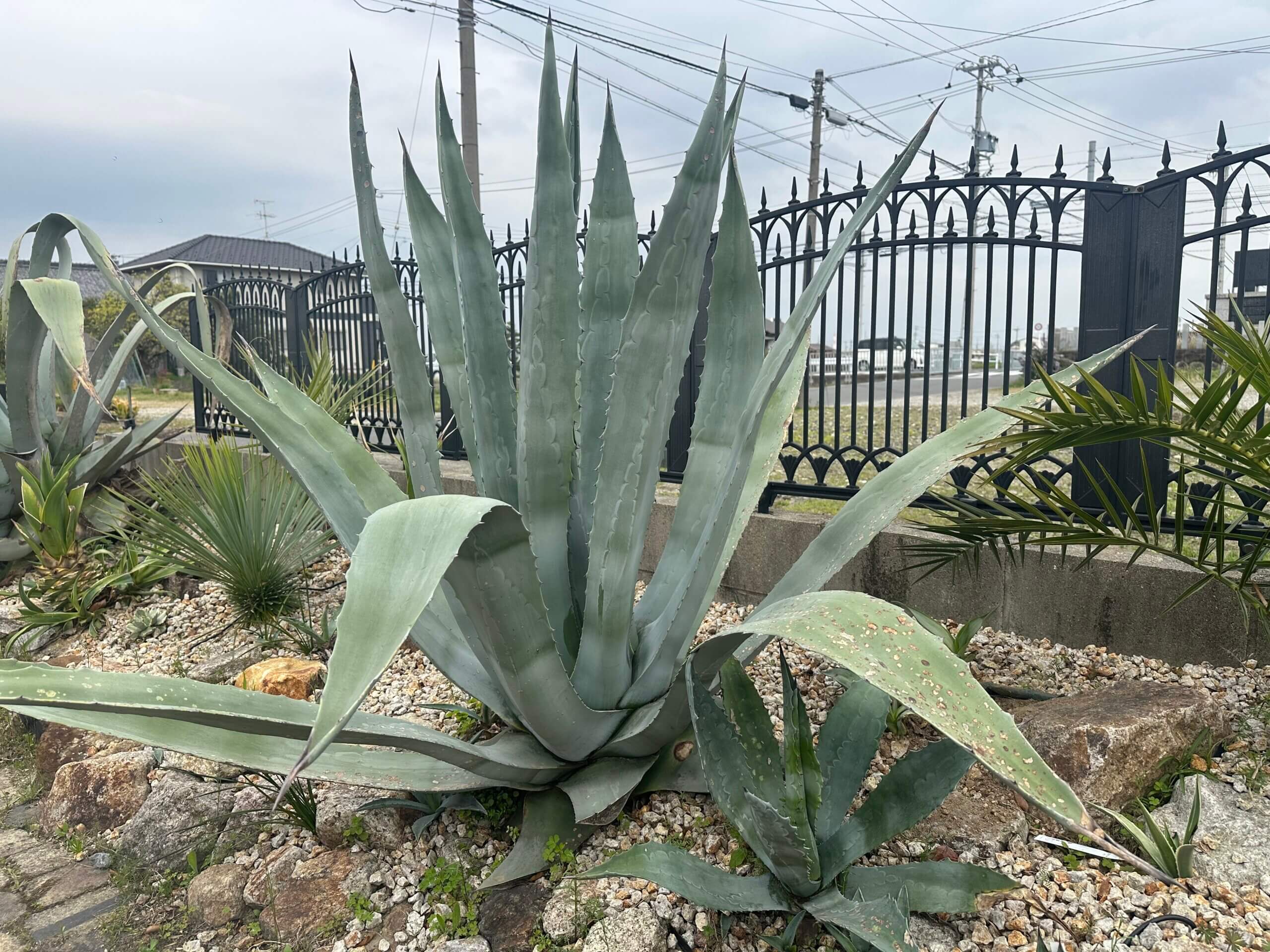 アガベ・アメリカーナ｜大胆で美しい“庭の主役”になる一株を | 名古屋