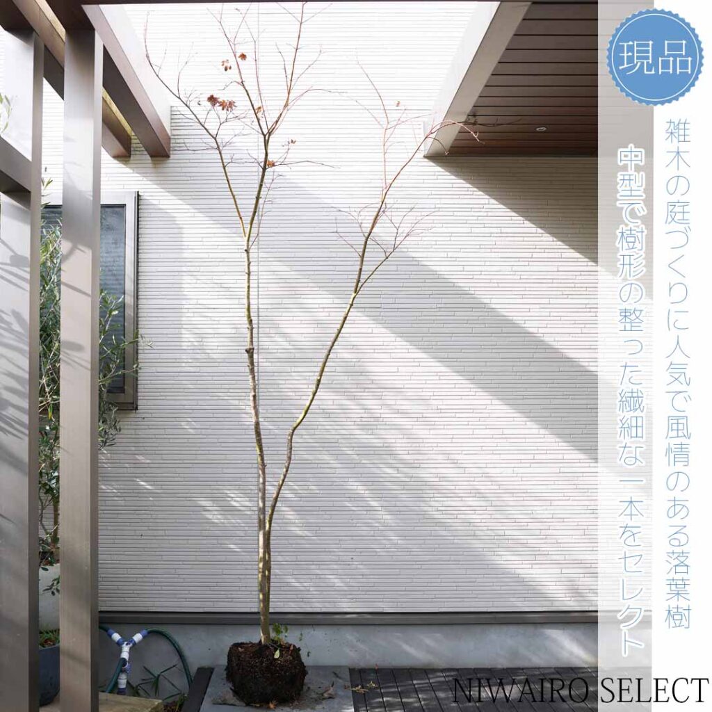 スタッフブログ 発送作業8 コハウチワカエデ - にわいろSELECT