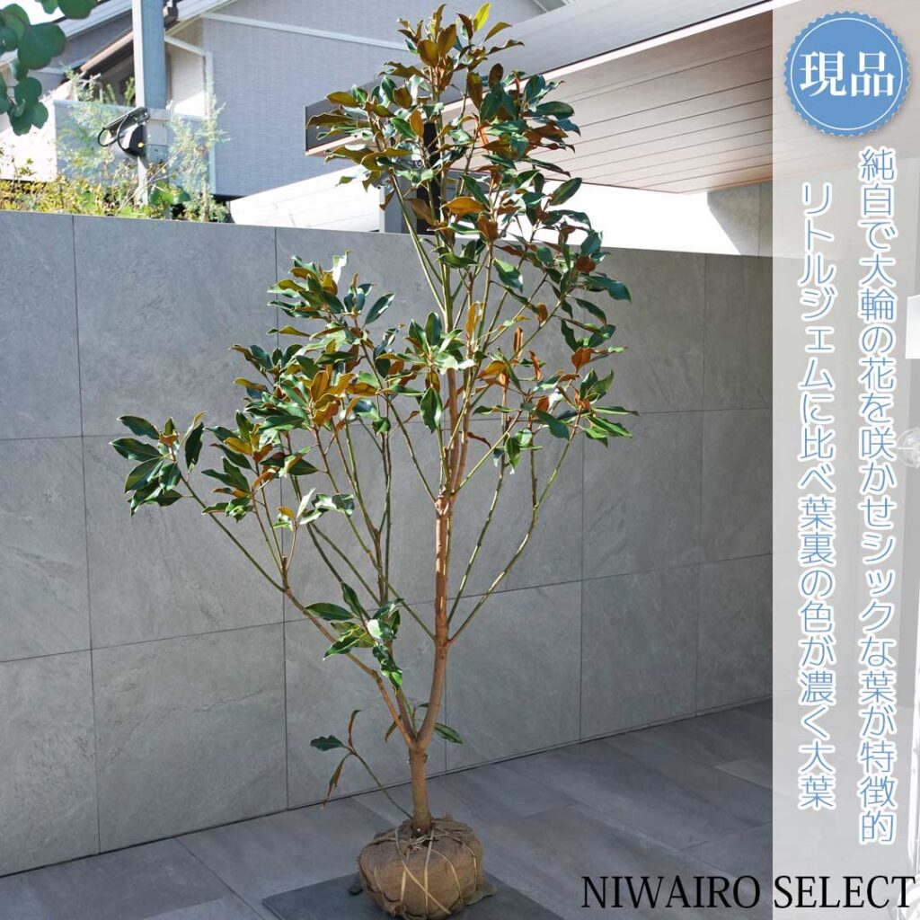 タイサンボク ケイパレスとはどんな植木？特徴と育て方について詳しく