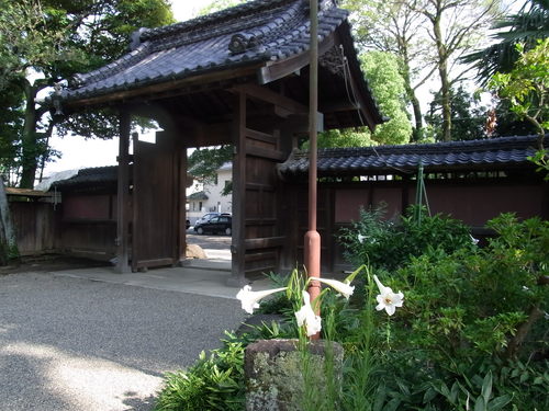 タカサゴユリ見ごろです | 野田市郷土博物館・市民会館
