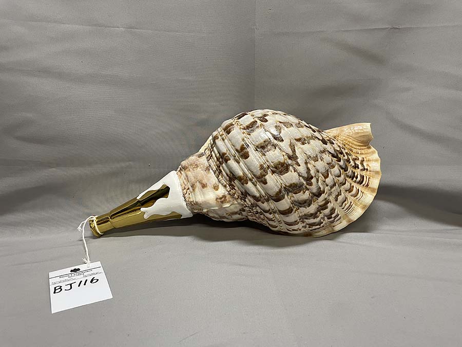 法螺貝（ほら貝）、歌口（吹き口）付 制作、販売、修理、特価在庫