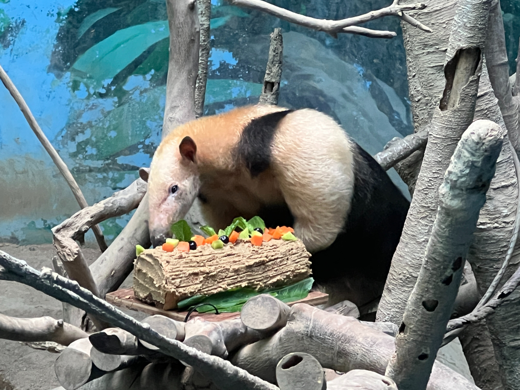 動物ブログ】飼育日記 ミナミコアリクイのクリスマスケーキ | ミナミ