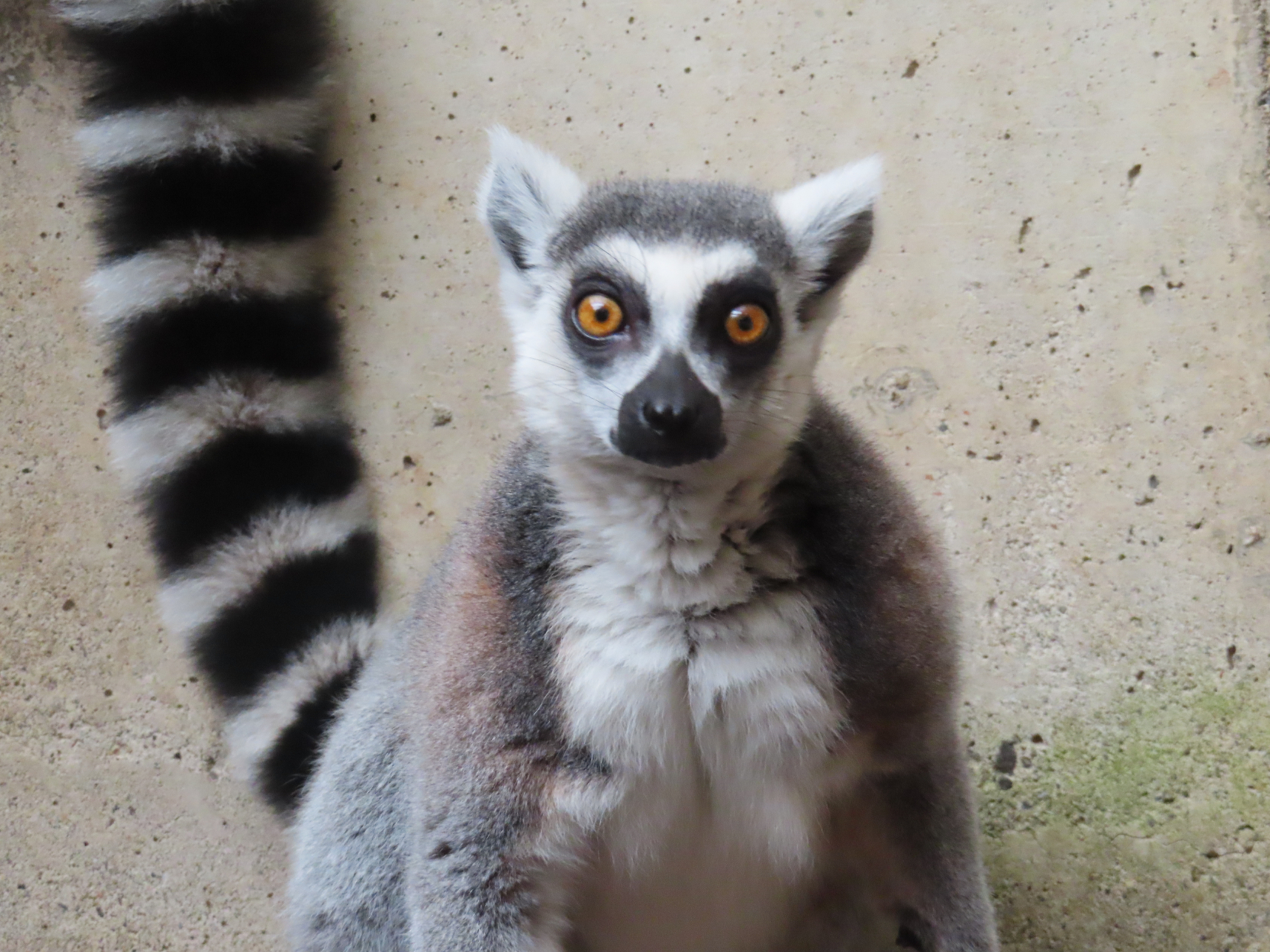 ワオキツネザル | 熱帯の森 | 高知県立のいち動物公園 公式サイト - 人