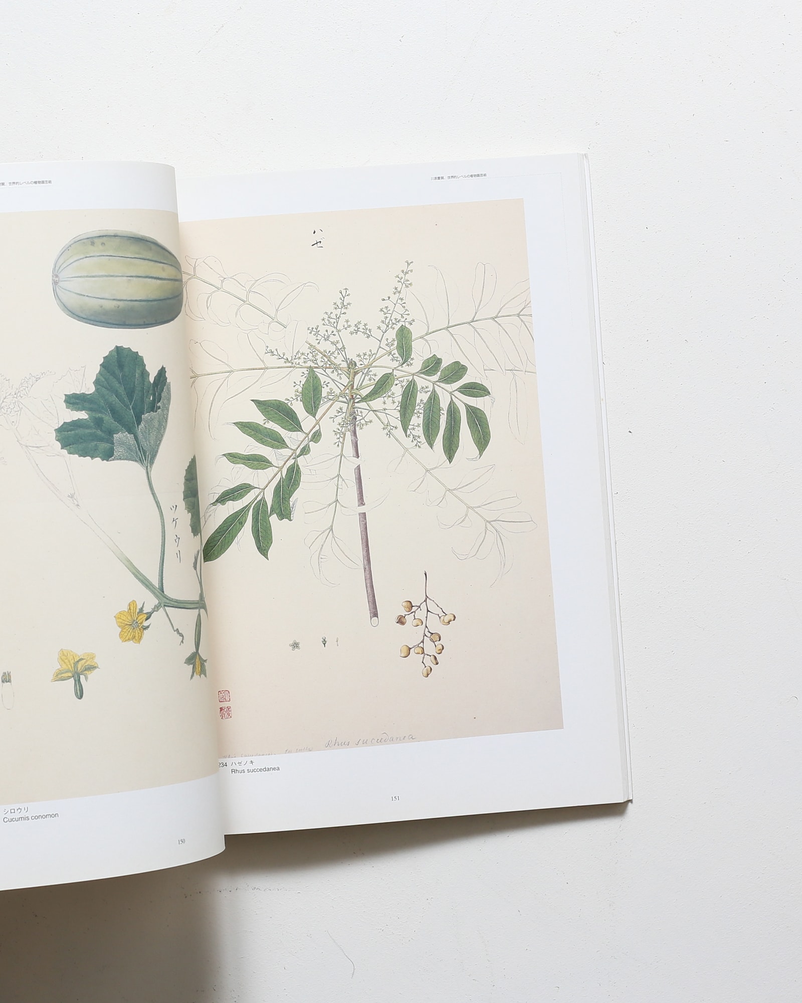 シーボルト・コレクション日本植物図譜展 | nostos books ノストスブックス