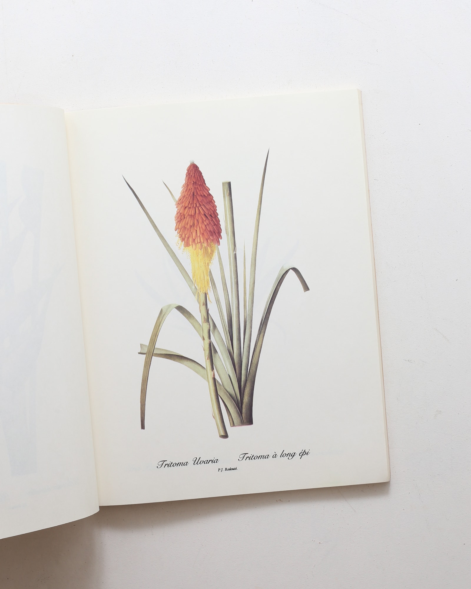 Redoute Lilies Print Book: 50 Selections Prints | Pierre‑Joseph