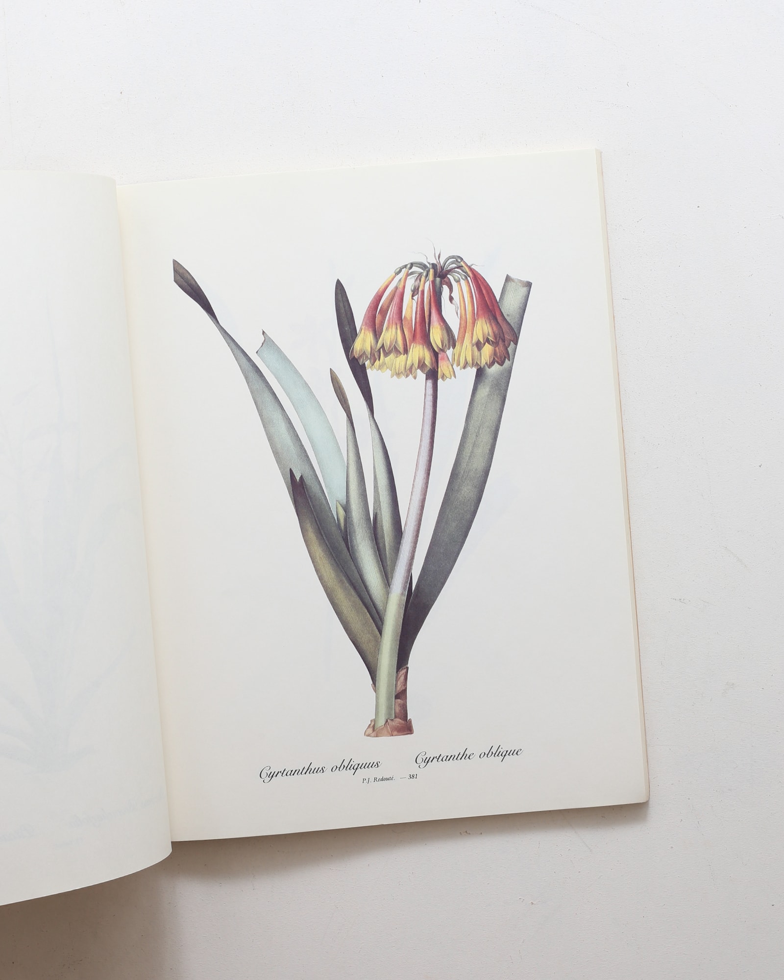 Redoute Lilies Print Book: 50 Selections Prints | Pierre‑Joseph