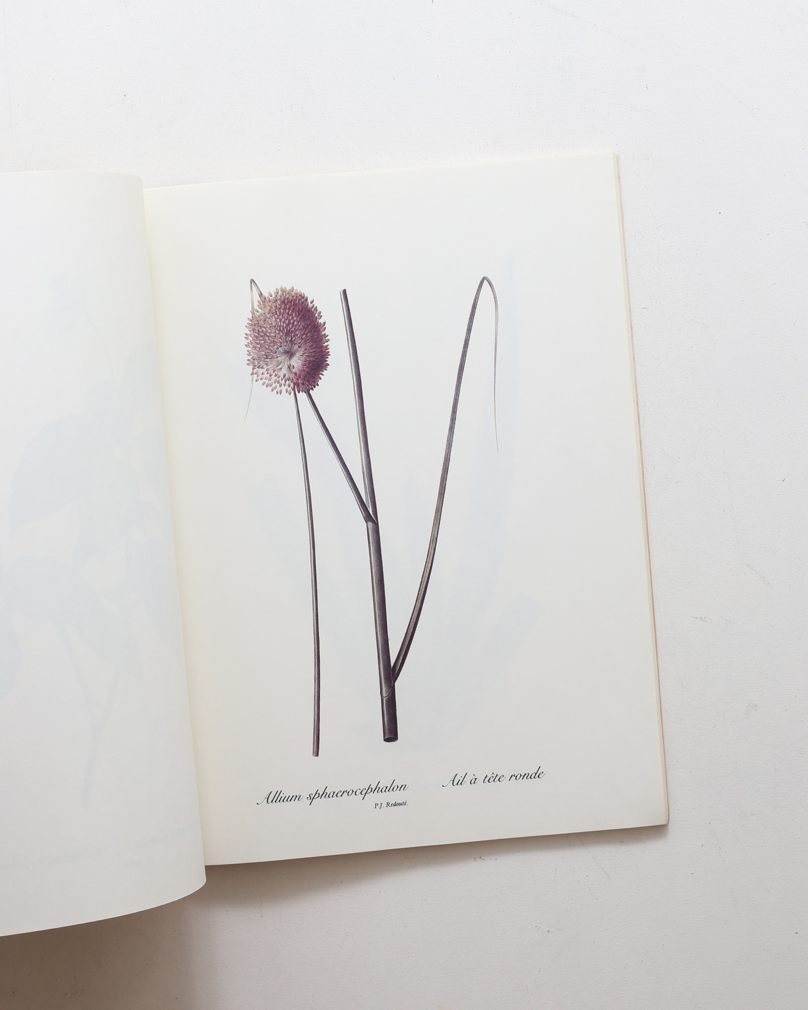 Redoute Lilies Print Book: 50 Selections Prints | Pierre‑Joseph