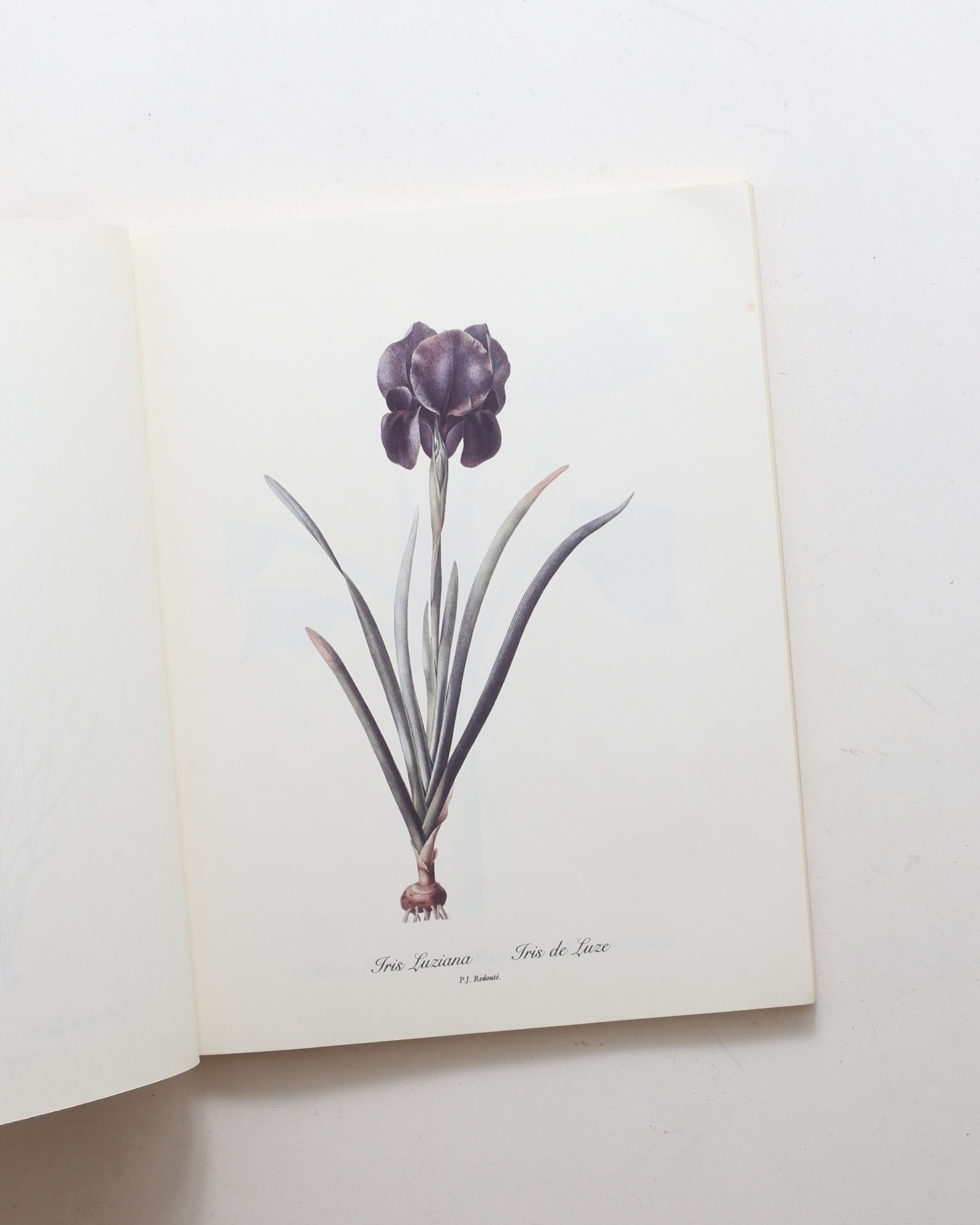 Redoute Lilies Print Book: 50 Selections Prints | Pierre‑Joseph