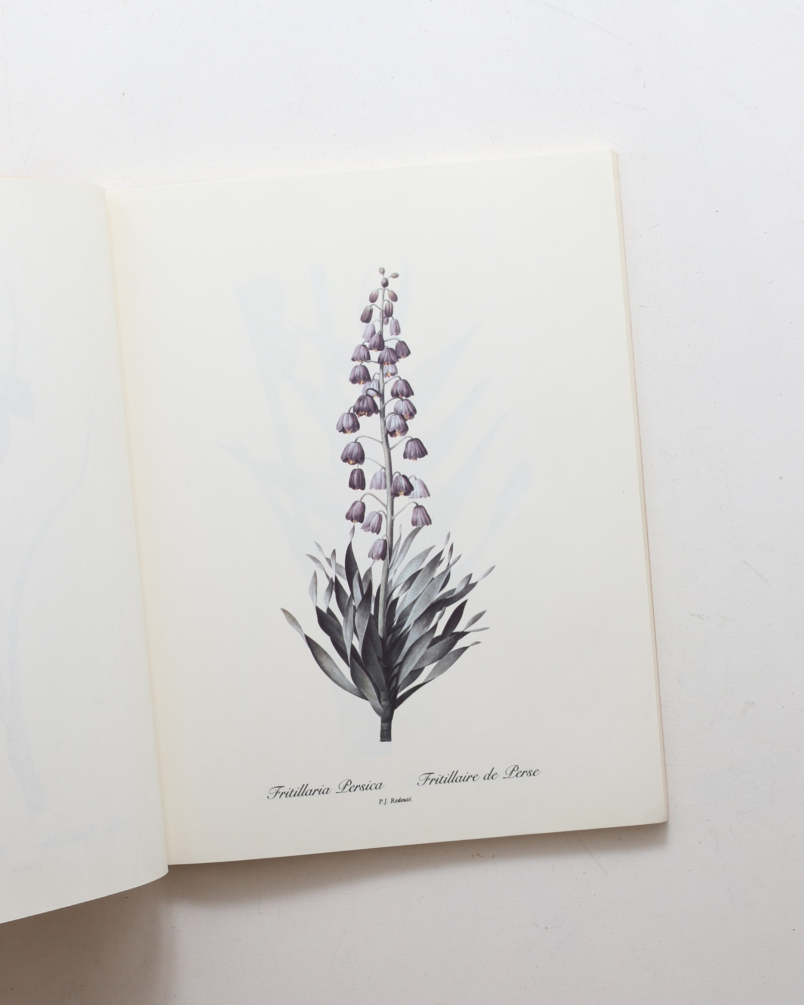 Redoute Lilies Print Book: 50 Selections Prints | Pierre‑Joseph