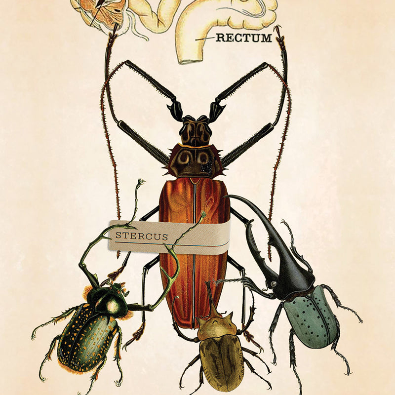 ステルクス｜糞 – NOSE SHOP