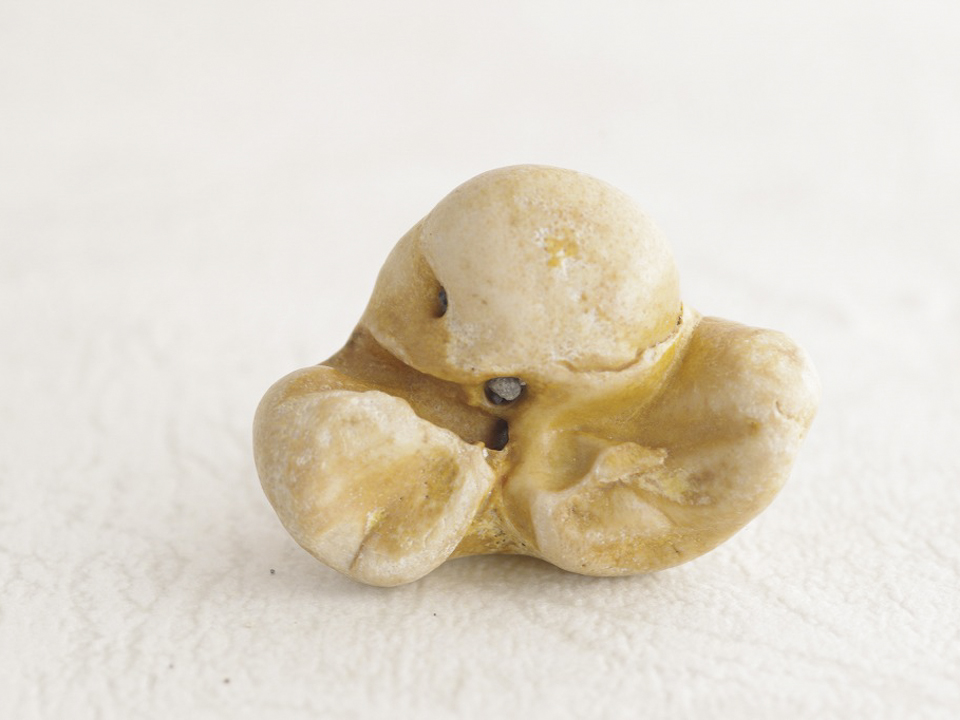 イルカの耳骨 B7-14 – NPO法人なの花会